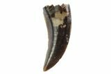Serrated, Theropod (Raptor) Tooth - Montana #97419-1
